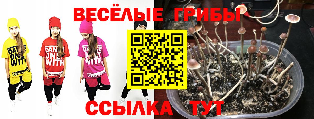 Псилоцибиновые грибы ЛСД  Псилоцибиновые грибы мицелий  Торжок  Вход с VPN 